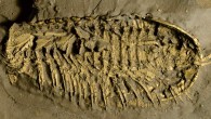 Trilobite fossil preserved in pyrite. Image credit: Jin-Bo Hou / University of California, Riverside.