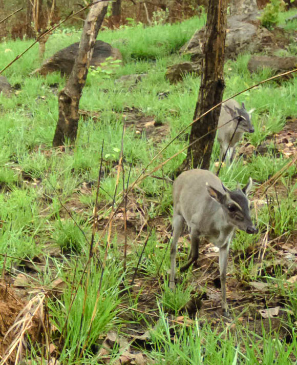 The Walter’s duiker (Philantomba walteri). Image credit: Wildlife Conservation Research Unit, University of Oxford.