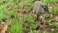 The Walter’s duiker (Philantomba walteri). Image credit: Wildlife Conservation Research Unit, University of Oxford.