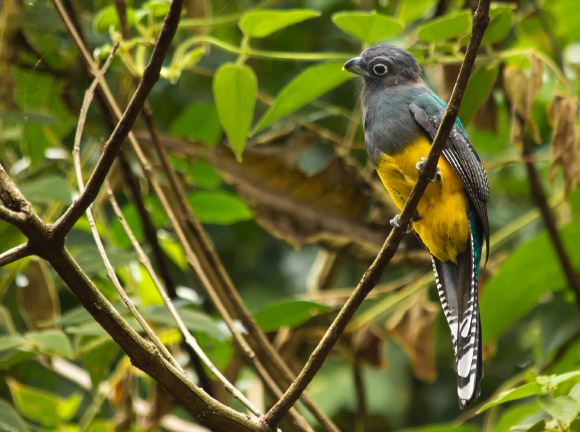 The black-throated trogon (Trogon rufus). Image credit: Moisés Silva Lima / CC BY 2.0.