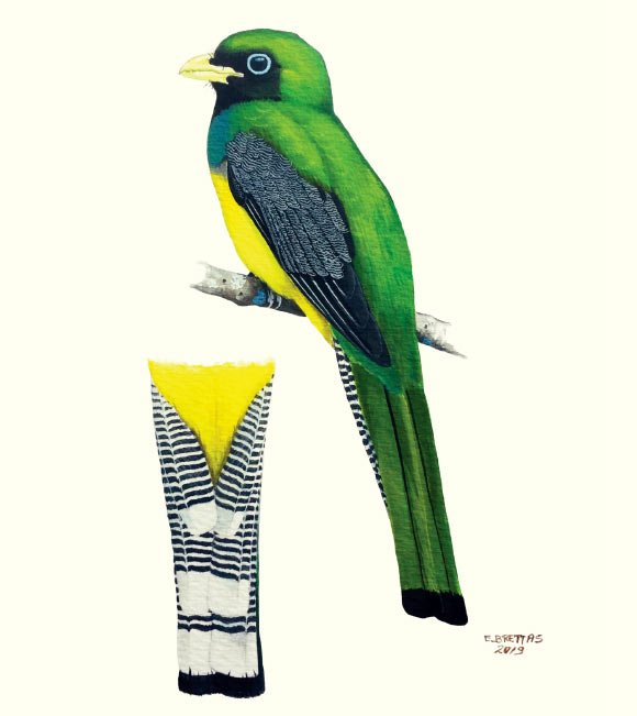 Illustration of the Alagoas black-throated trogon (Trogon muriciensis), holotype, from Estação Ecológica de Murici, Alagoas state, Brazil. Image credit: Eduardo Brettas.