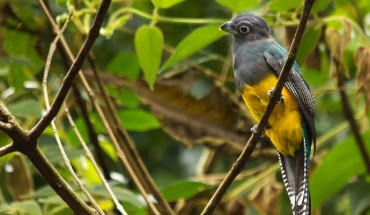 The black-throated trogon (Trogon rufus). Image credit: Moisés Silva Lima / CC BY 2.0.