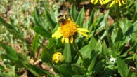 Bombus incognitus is indistinguishable from Bombus sylvicola using typical diagnostic characters. Image credit: Jennifer Geib.