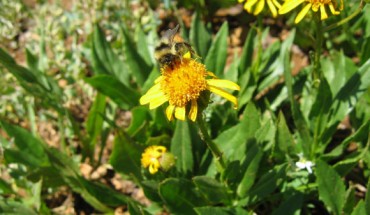 Bombus incognitus is indistinguishable from Bombus sylvicola using typical diagnostic characters. Image credit: Jennifer Geib.