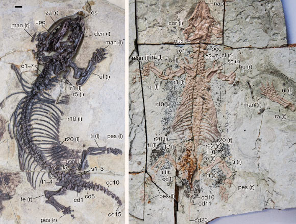 Holotypes of Fossiomanus sinensis (left) and Jueconodon cheni (right). Abbreviations: cl – clavicle, cor - coronoid process of the dentary, den – dentary, ds - dentary symphysis, fe – femur, fi – fibula, hu – humerus, il – ilium, man – manus, nap - nasal anterior process, nuc - nuchal crest, oco - occipital condyle, r - rib (with number), ra – radius, sc – scapula, ti – tibia, ul – ulna, upc - upper postcanines, za - zygomatic arch; the (r) and (l) in parentheses denote right and left, respectively. Scale bars - 10 mm. Image credit: Mao et al., doi: 10.1038/s41586-021-03433-2.