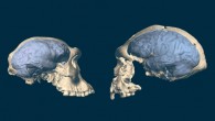 Skulls of early Homo from Georgia with an ape-like brain (left) and from Indonesia with a human-like brain (right). Image credit: M. Ponce de León & C. Zollikofer, University of Zurich.