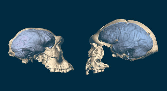 Skulls of early Homo from Georgia with an ape-like brain (left) and from Indonesia with a human-like brain (right). Image credit: M. Ponce de León & C. Zollikofer, University of Zurich.