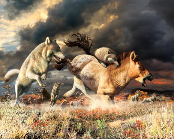 Gray wolves take down a horse on the mammoth-steppe habitat of Beringia during the Late Pleistocene, around 25,000 years ago. Image credit: Julius Csotonyi.