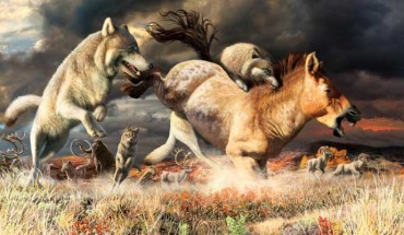 Gray wolves take down a horse on the mammoth-steppe habitat of Beringia during the Late Pleistocene, around 25,000 years ago. Image credit: Julius Csotonyi.