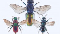 Cuckoo wasps. Image credit: Arnstein Staverløkk, NINA / CC BY3.0.