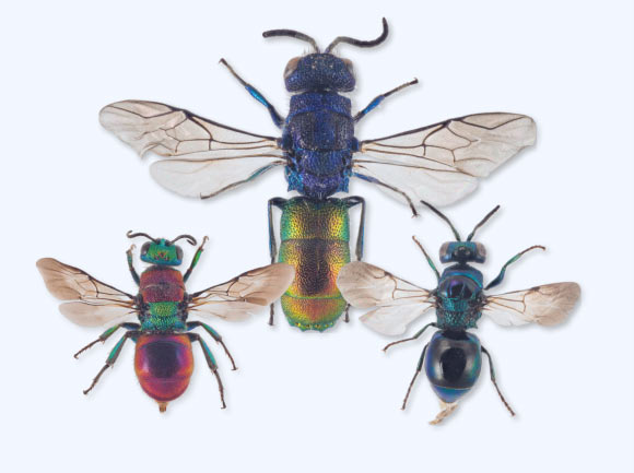 Cuckoo wasps. Image credit: Arnstein Staverløkk, NINA / CC BY3.0.