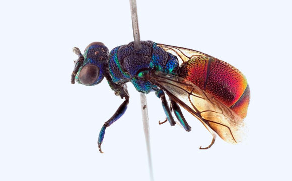 Chrysis parabrevitarsis. Image credit: Arnstein Staverløkk, NINA / CC BY3.0.
