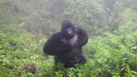 Mountain gorilla silverback chest beating. Image credit: Wright et al., doi: 10.1038/s41598-021-86261-8.