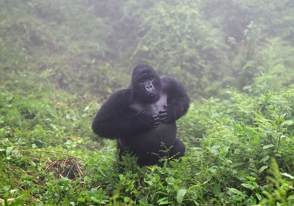 Mountain gorilla silverback chest beating. Image credit: Wright et al., doi: 10.1038/s41598-021-86261-8.