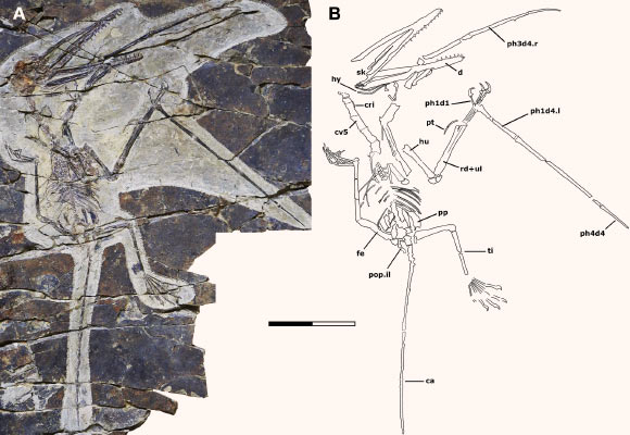 Holotype specimen of Kunpengopterus antipollicatus (A) and a schematic skeletal drawing (B). Scale bar - 50 mm. Abbreviations: ca - caudal series, cri - cervical rib, cv - cervical vertebra, d – digit, de – dentary, fe – femur, hu – humerus, hy - hyoid apparatus, mc – metacarpal, ph – phalanx, pop.il - postacetabular process of the illium, pp – prepubis, pt – pteroid, rd – radius, sk – skull, ti – tibia, ul – ulna. Image credit: Zhou et al., doi: 10.1016/j.cub.2021.03.030.