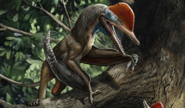 Life reconstruction of Kunpengopterus antipollicatus in the Tiaojishan paleoforest; opposed pollex depicted as being utilized in handling food items (a palaeontinid) and in clinging to trees (a ginkgo). Image credit: Chuang Zhao.