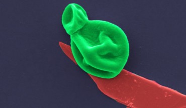 Black phosphorus is effective at killing microbes when spread in nanothin layers on surfaces like titanium and cotton. Image credit: RMIT University.