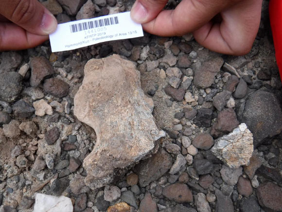 A partial pelvis of Homo erectus found at the East Turkana site in Kenya. Image credit: A. Hammond / American Museum of Natural History.