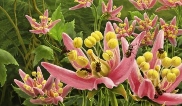 Ecological reconstruction of Pelretes vivificus in the Burmese amber forest; the flowers in the reconstruction are based on Lijinganthus revoluta. Image credit: J. Sun.