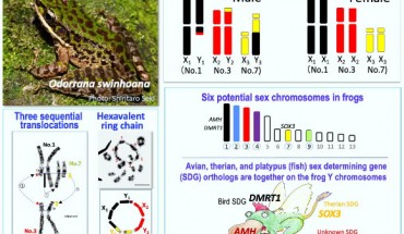 A graphical abstract showing the six sex chromosomes found in Odorrana swinhoana. Image credit: Ikuo Miura.