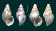 Holotype (left) and paratype (right) of Travunijana djokovici. Image credit: Jozef Grego.