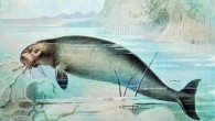 Life reconstruction of the Steller’s sea cow (Hydrodamalis gigas). Image credit: Biodiversity Heritage Library / Sci-News.com.