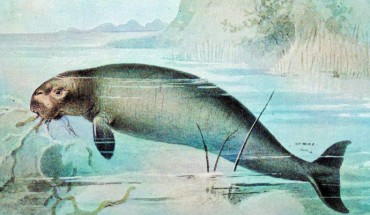 Life reconstruction of the Steller’s sea cow (Hydrodamalis gigas). Image credit: Biodiversity Heritage Library / Sci-News.com.