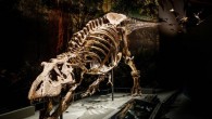 The skeleton of Trix. Image credit: Mike Bink.