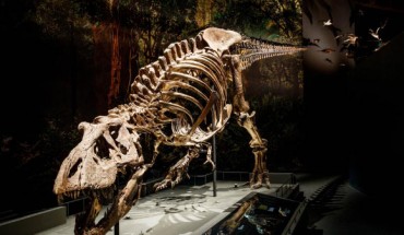 The skeleton of Trix. Image credit: Mike Bink.