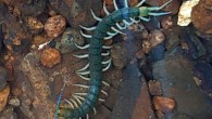 Scolopendra alcyona found underwater at the upper reach of Shirase River, Kume-jima Island. Image credit; H. Sato.