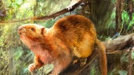 Illustration showing how Crateromys ballik, Carpomys dakal and Batomys cagayanensis might have looked. Image credit: Velizar Simeonovski, Field Museum.