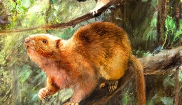 Illustration showing how Crateromys ballik, Carpomys dakal and Batomys cagayanensis might have looked. Image credit: Velizar Simeonovski, Field Museum.