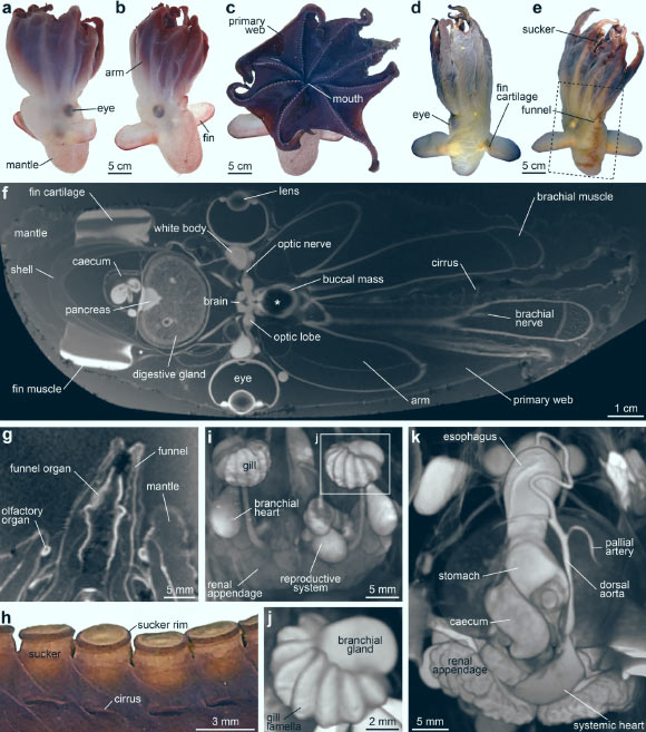 Grimpoteuthis imperator: (a-c) habitus before fixation showing dorsal, ventral, and oral views, anterior facing up; (d, e) specimen prior to MRI following several months in 10% formalin solution showing dorsal and ventral views, anterior facing up; stippled frame denotes the MRI region of interest; (f) virtual section through the 3D MRI dataset, anterior facing right; the asterisk denotes a susceptibility artifact in the buccal mass area caused by ingested sediment; (g) virtual section through the central long axis of the funnel; (h) section of an arm showing the suckers and cirri, right lateral view; (i) volume rendering of the viscera, ventral view, anterior facing up; (j) close-up of the left gill showing eight broad lamellae; (k) volume rendering of the viscera, oblique posterior view. Image credit: A. Ziegler & C. Sagorny, doi: 10.1186/s12915-021-01000-9.