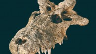 A skull of Voay robustus collected at Ampoza during the joint Mission Franco-Anglo-American expedition from 1927-1930. Image credit: Hekkala et al., doi: 10.1038/s42003-021-02017-0.