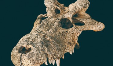 A skull of Voay robustus collected at Ampoza during the joint Mission Franco-Anglo-American expedition from 1927-1930. Image credit: Hekkala et al., doi: 10.1038/s42003-021-02017-0.