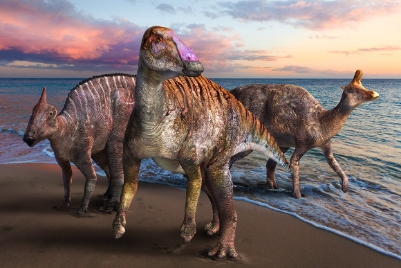 This artist’s illustration of Yamatosaurus izanagii (center) represents its ancestry to more advanced hadrosaurs (in the background). Image credit: Masato Hattori.