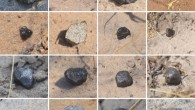 Asteroid 2018 LA in space (top left image by the Catalina Sky Survey) and the first 23 meteorites recovered on the ground as photographed in situ (scale of each figure is about 4 x 4 cm). Meteorites are shown in order of find (MP-01 top left, to MP-23 bottom right). Image credit: Jenniskens et al., doi: 10.1111/maps.13653.