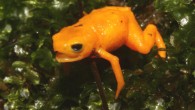 Brachycephalus rotenbergae. Image credit: Nunes et al., doi: 10.1371/journal.pone.0244812.