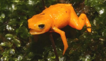 Brachycephalus rotenbergae. Image credit: Nunes et al., doi: 10.1371/journal.pone.0244812.