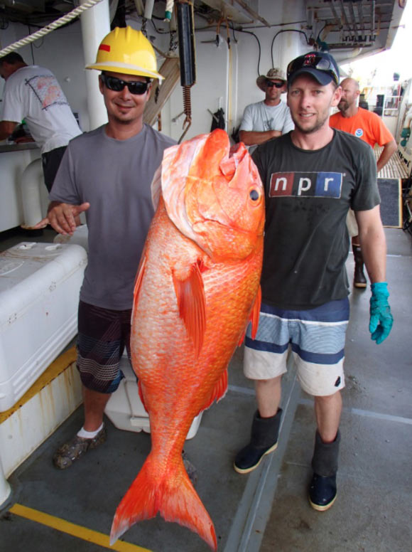 Etelis boweni, caught in American Samoa. Image credit: NOAA Fisheries.