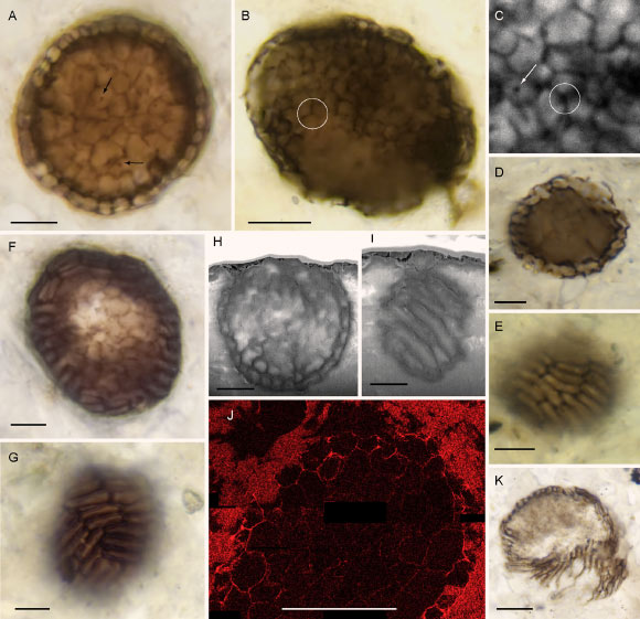 Bicellum brasieri in mature form; all specimens were preserved in petrographic thin sections from the Diabaig Formation stratotype, Lower Diabaig, Scotland, UK. Scale bars - 5 μm in (A-J), 10 μm in (K). Image credit: Strother et al., doi: 10.1016/j.cub.2021.03.051.