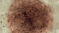Bicellum brasieri. Image credit: Strother et al., doi: 10.1016/j.cub.2021.03.051.