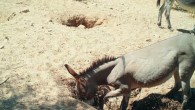 Well digging by wild donkeys (Equus africanus asinus) in the Sonoran Desert, the United States. Image credit: Lundgren et al., doi: 10.1126/science.abd6775.