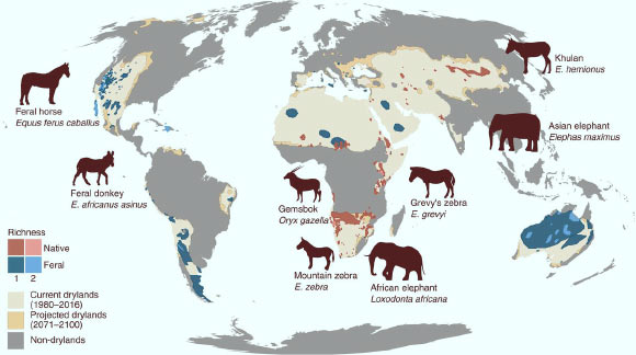 Well-digging megafauna contribute the capacity to buffer water availability across many drylands. Image credit: Lundgren et al., doi: 10.1126/science.abd6775.