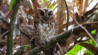 The first photograph of the Bornean Rajah scops-owl (Otus brookii brookii) in the wild. Image credit: Andy Boyce.