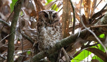 The first photograph of the Bornean Rajah scops-owl (Otus brookii brookii) in the wild. Image credit: Andy Boyce.