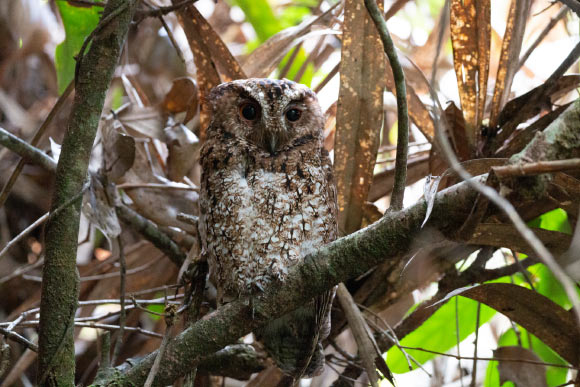 The first photograph of the Bornean Rajah scops-owl (Otus brookii brookii) in the wild. Image credit: Andy Boyce.