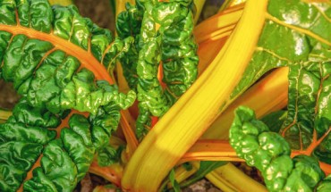 In the Danish prospective cohort study, Bondonno et al. observed an inverse association between vegetable nitrate intakes, up to 60 mg/day, and hospital admissions for cardiovascular diseases; more specifically, moderate to high nitrate intakes were associated with a lower risk of ischemic heart disease, ischemic stroke, peripheral artery disease, and atrial fibrillation; a higher vegetable nitrate intake was also associated with a lower baseline systolic blood pressure and diastolic pressure; the results suggest that ensuring the consumption of nitrate-rich vegetables, corresponding to one cup of green leafy vegetables, may lower the risk of cardiovascular diseases. Image credit: Ilona F.