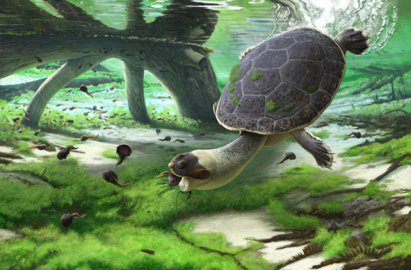 Life reconstruction of Sahonachelys mailakavava preying upon young larvae of the giant frog Beelzebufo ampinga using specialized suction feeding. Image credit: Andrey Atuchin.