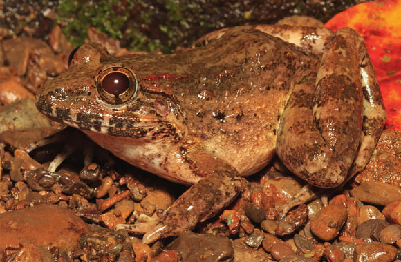 Adult female of the Mindoro fanged frog (Limnonectes beloncioi). Image credit: S.L. Travers.